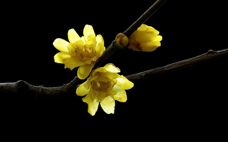 [26026] 十香园的腊梅