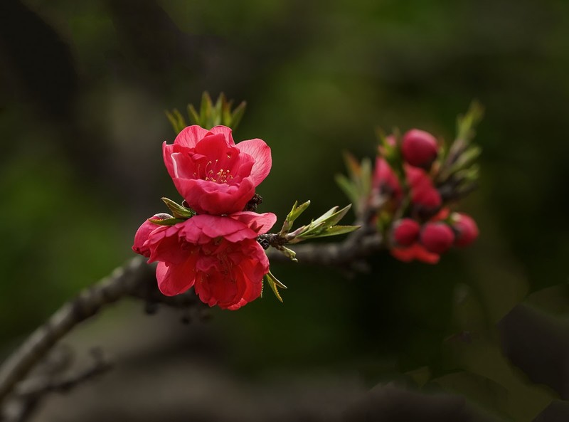 春花灿烂（7）