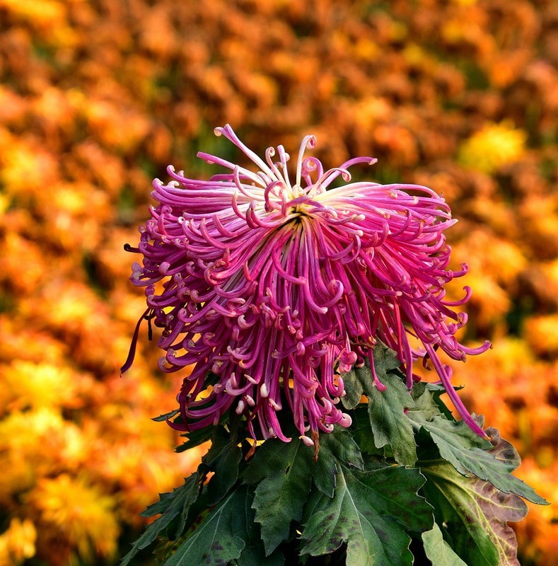 2025年南宁菊花展10