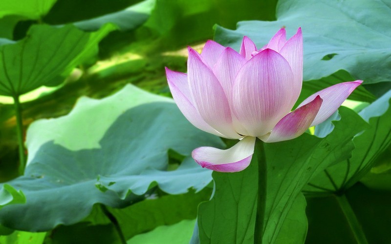 [26225] 荔湾湖的荷花（完）