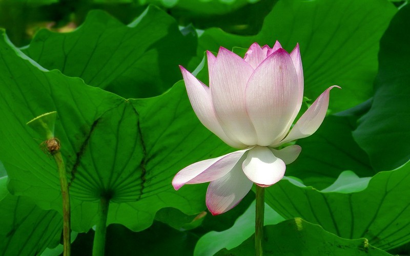 [26225] 荔湾湖的荷花（完）