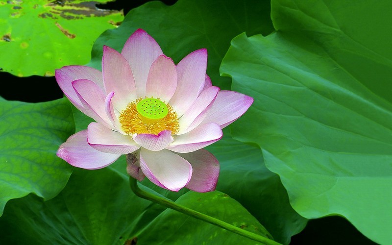 [26225] 荔湾湖的荷花（完）