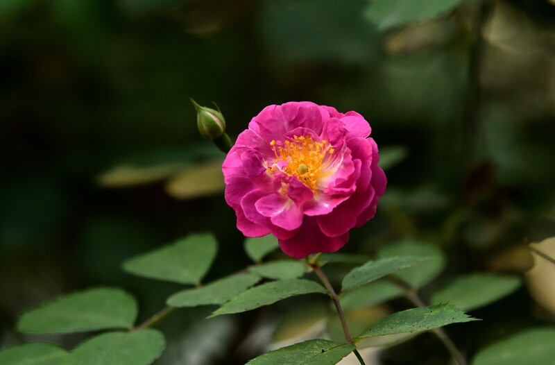 2026花卉植物赏析【9】