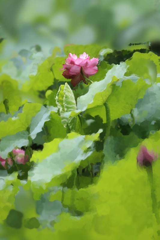小区荷池2