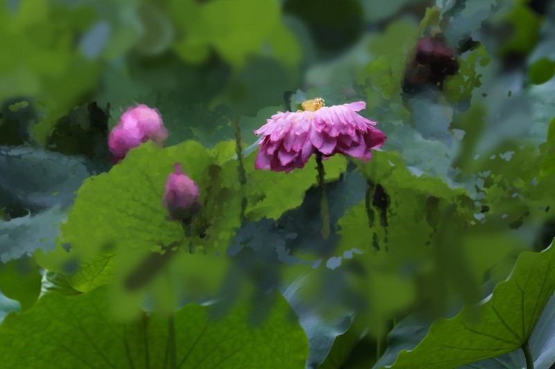 小区荷池2