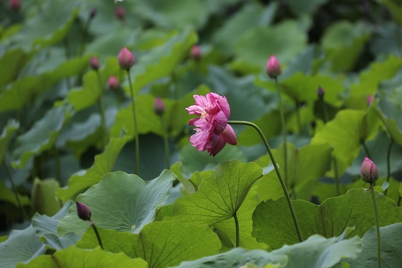 小区荷池2
