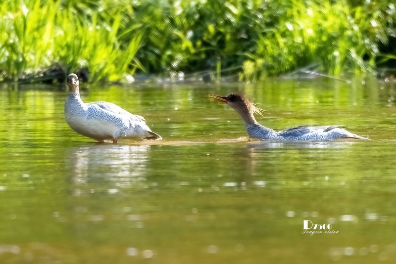 中华秋沙鸭（73）