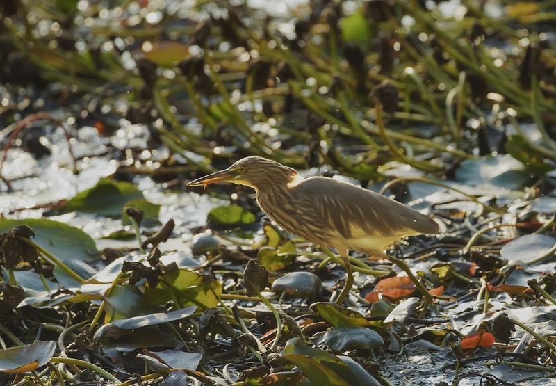 池鹭（4）（逆光片）