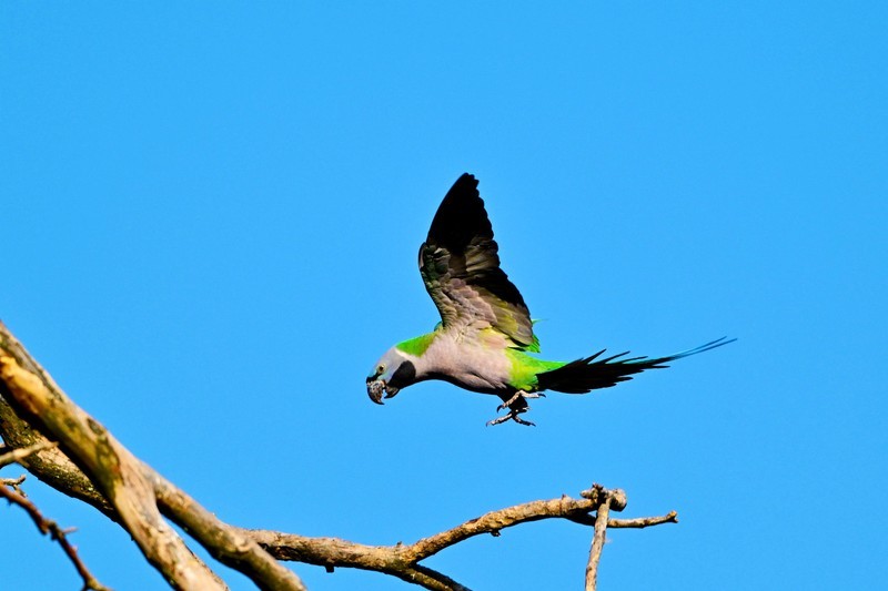宁南竹寿镇野”大紫鹦鹉“