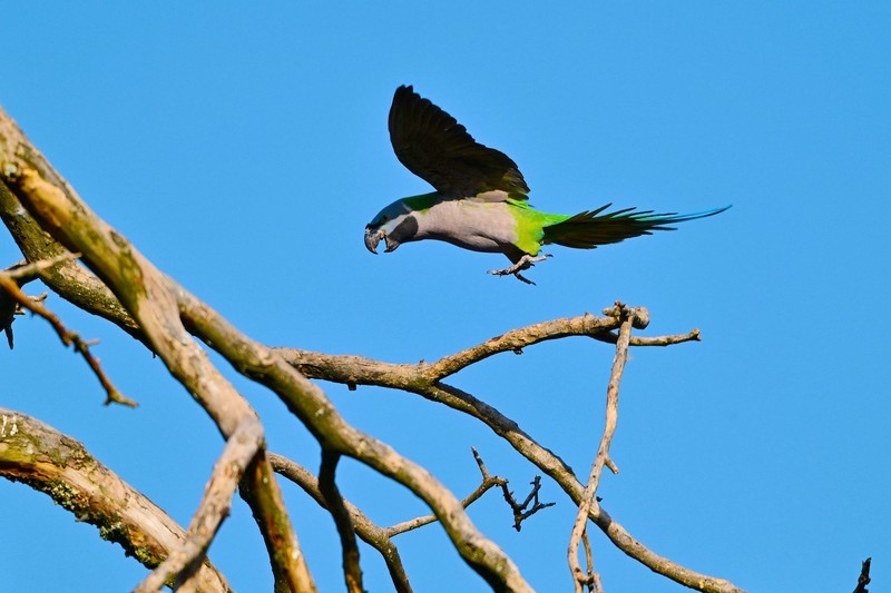 宁南竹寿镇野”大紫鹦鹉“