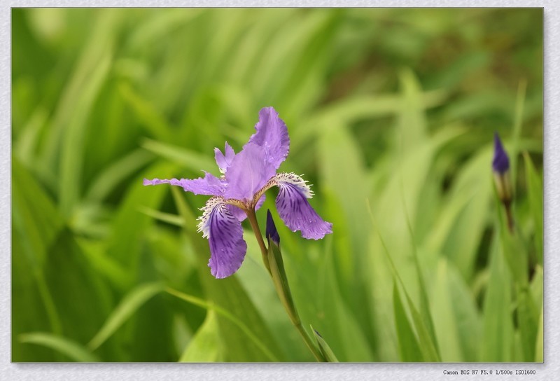 鸢尾花【丙午年-102】