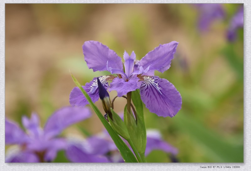 鸢尾花【丙午年-102】