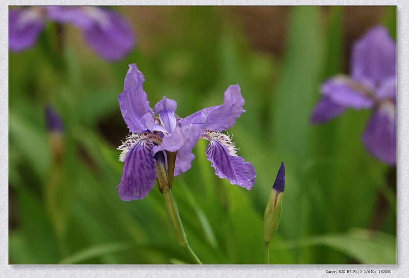 鸢尾花【丙午年-102】
