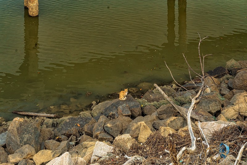 茂名电白 · 水东湾红树林