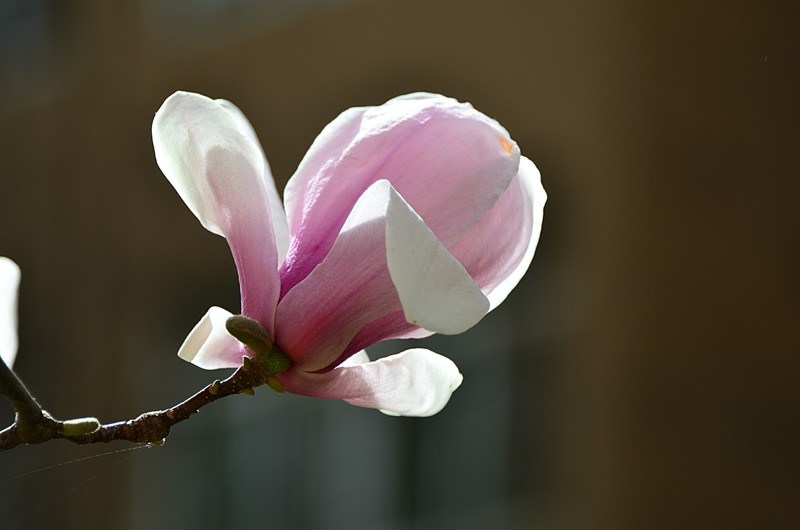 2026玉兰花（31）