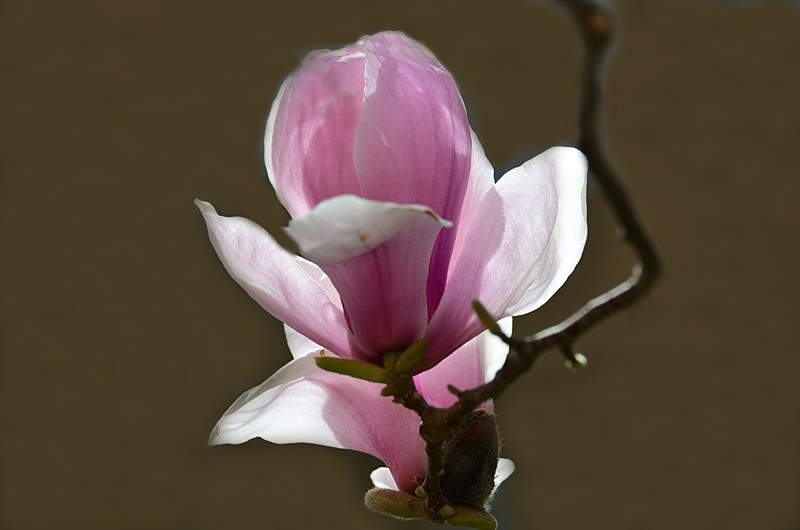 2026玉兰花（31）