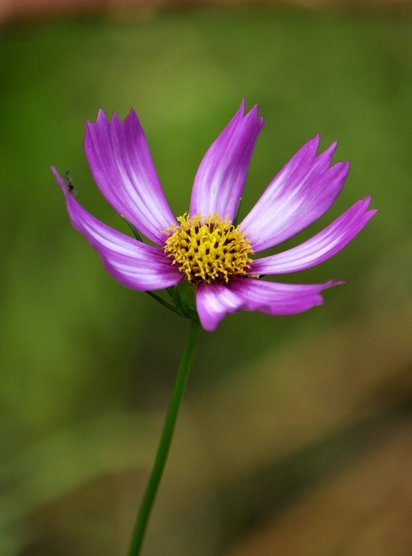 格桑花