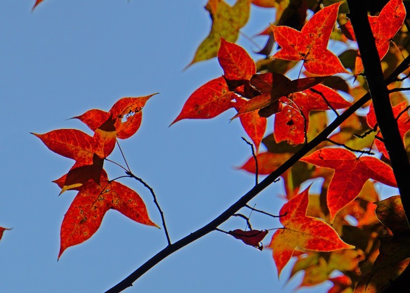 红叶