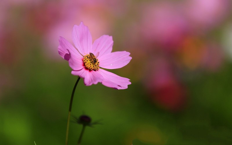 波斯菊(5)