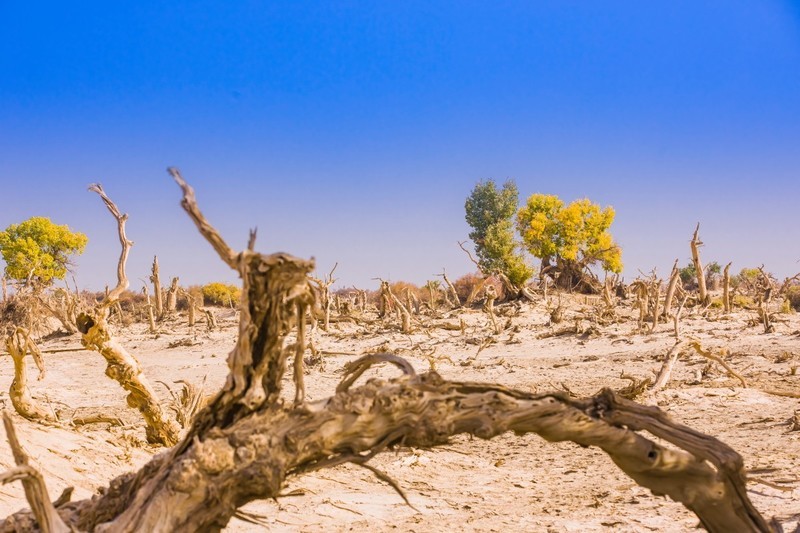 外出随拍（625）.