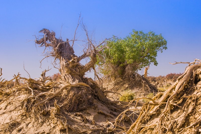 外出随拍（625）.