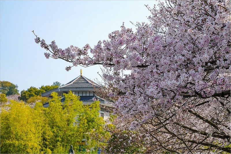 2026年第0292贴 -无锡鼋头渚樱花季（0429）