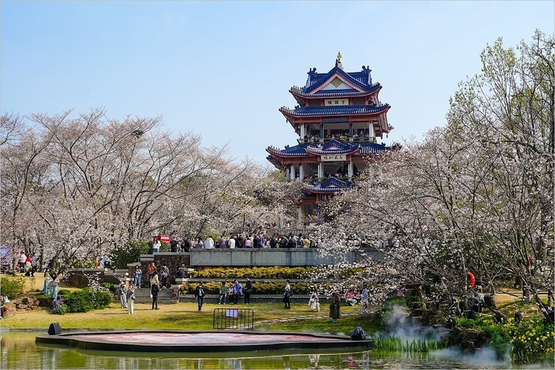 2026年第0292贴 -无锡鼋头渚樱花季（0429）