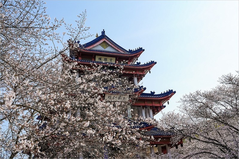 2026年第0292贴 -无锡鼋头渚樱花季（0429）