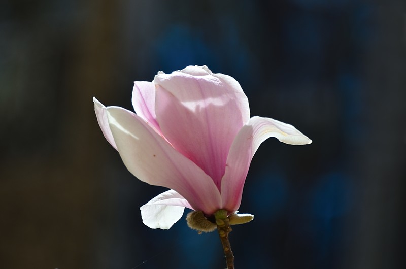 2026玉兰花（32）