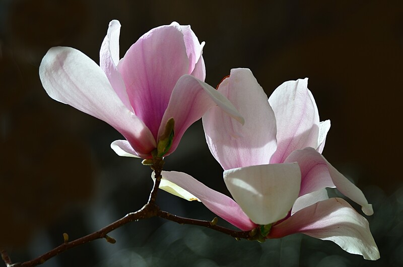 2026玉兰花（32）