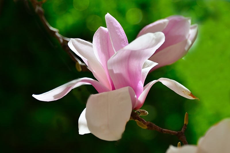 2026玉兰花（33）