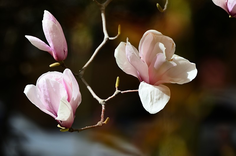 2026玉兰花（33）