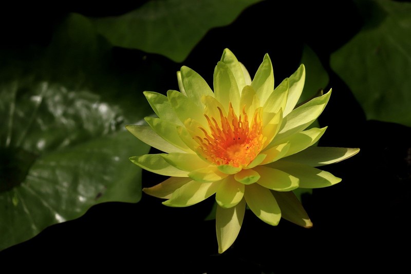 《睡莲花31》