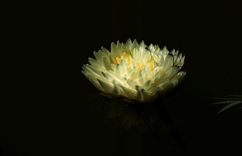 《睡莲花31》