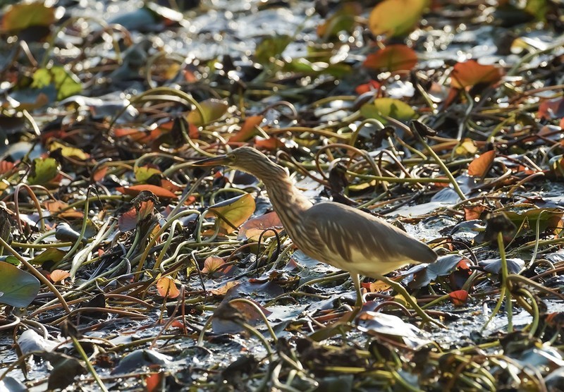 池鹭（5）（逆光片）