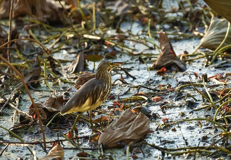 池鹭（5）（逆光片）