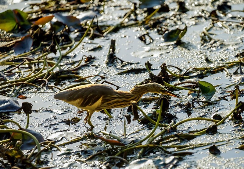 池鹭（5）（逆光片）