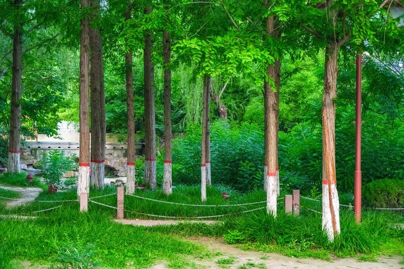 夏天的绿色