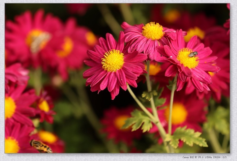 花坛中的小花花【乙巳年207】