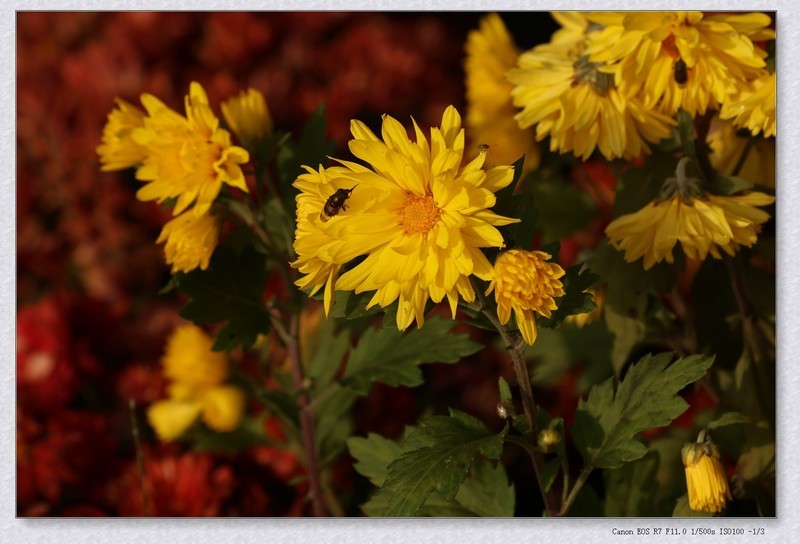 花坛中的小花花【乙巳年207】