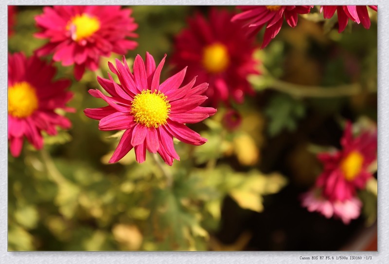 花坛中的小花花【乙巳年207】