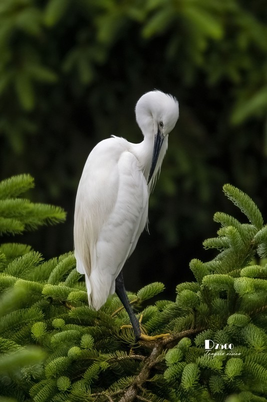 鹜岛里的白鹭（76）