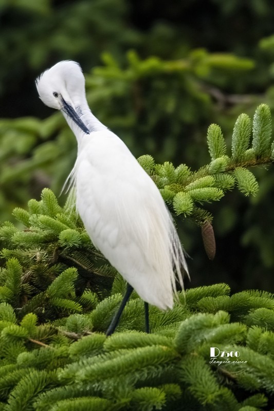 鹜岛里的白鹭（76）