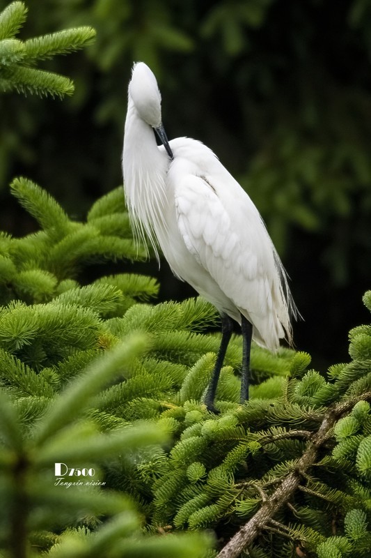 鹜岛里的白鹭（76）