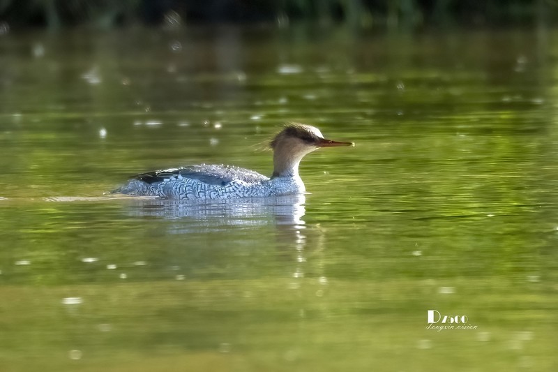 中华秋沙鸭（74）