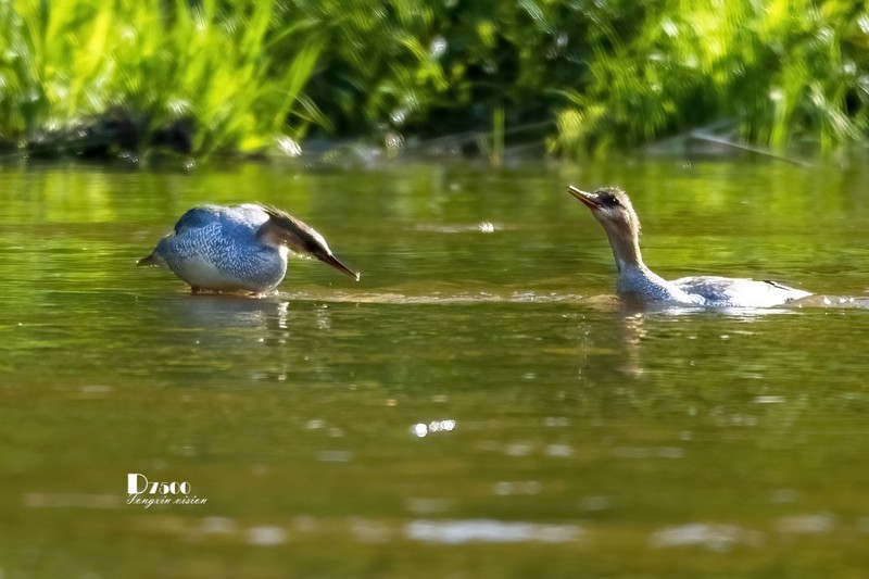 中华秋沙鸭（74）