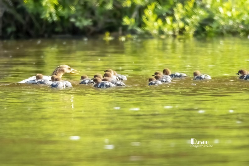 中华秋沙鸭（74）