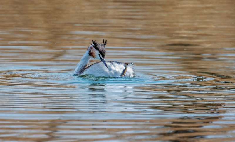 凤头僻鹈（四十三）