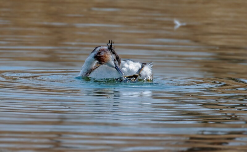 凤头僻鹈（四十三）