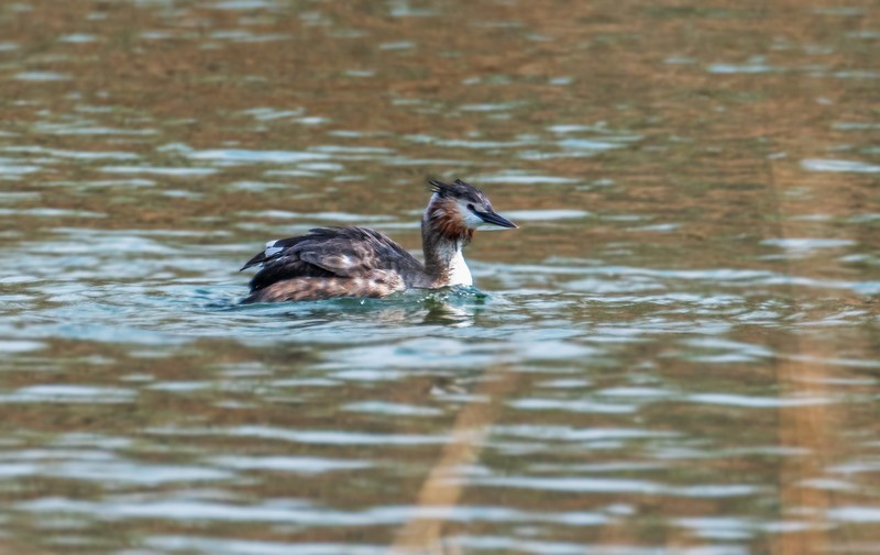 凤头僻鹈（四十三）